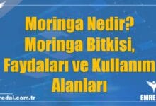 Moringa Nedir? Moringa Bitkisi, Faydaları ve Kullanım Alanları