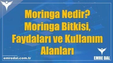 Moringa Nedir? Moringa Bitkisi, Faydaları ve Kullanım Alanları